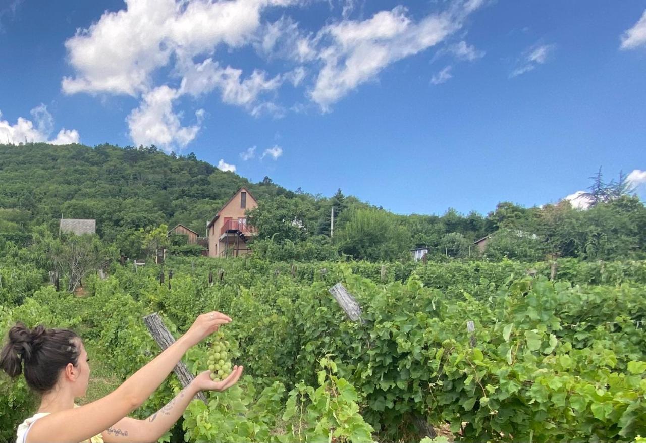 Feher Szolo Vendeghaz Sátoraljaújhely Exterior foto